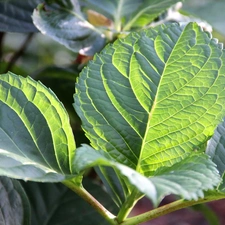 green ones, Leaf