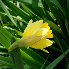 leaves, jonquil, green ones