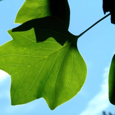 leaves, Sky, green ones