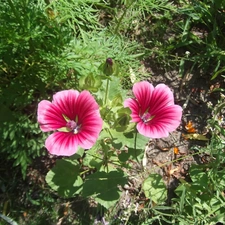 mallow, Flowers, green, Wild