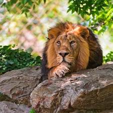 green, Lion, stone