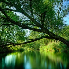 green, trees, water