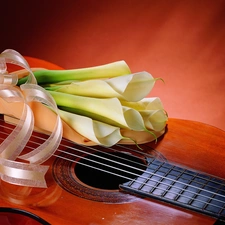 bouquet, Kali, Guitar, white