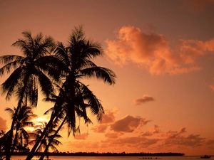 Palms, sun, Gulf, west