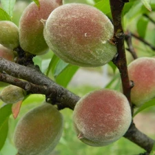 Hairs, maturing, peaches