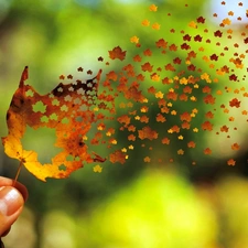 hand, Autumn, leaf