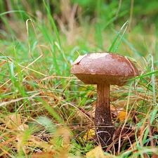 handle, grass, Kozak, Hat, Mushrooms