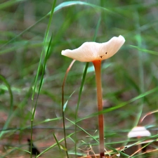 thin, mushroom, Hat, Bluethroat, leg, an