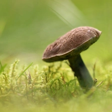 Mushrooms, Moss, Hat, bolete