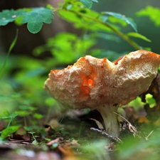 Hat, toadstool, Mushrooms