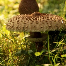 Macrolepiota Procera, Mushrooms, Hat, owl