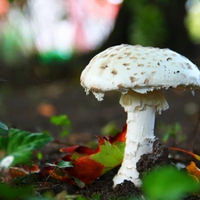 White, handle, Hat, Mushrooms