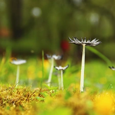 hats, mushrooms, feet