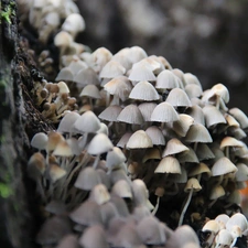 hats, Tiny, mushroom