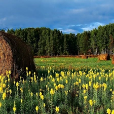 hay, forest, Flowers, Bele, Meadow