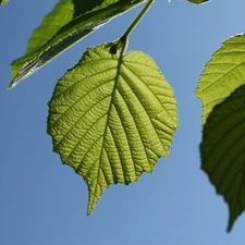 Leaf, hazel