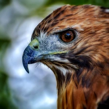 profile, Eagle Front, Head