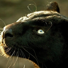 Panther, Head