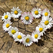 Close, daisies, Heart, Flowers