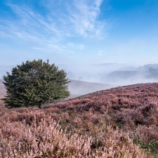 trees, Mountains, autumn, heath, heather, Fog