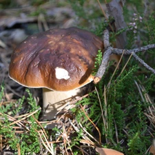 twig, Boletus edulis, heather