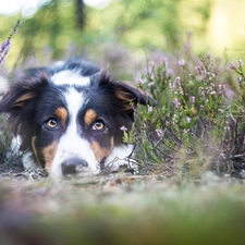 lying, muzzle, heather, Border Collie