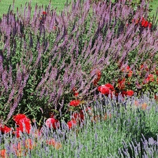 Flowers, heather