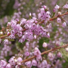 lilac, heather