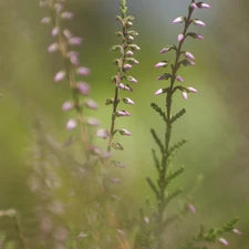 Twigs, Violet, Heather ordinary