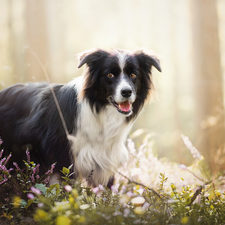 heathers, forest, Border Collie, Plants, dog