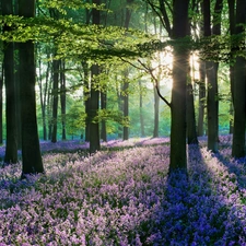 forest, viewes, heathers, trees