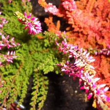 heathers, Pink, Red