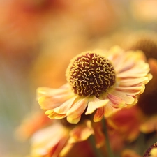 Close, Helenium Hybridum, Colourfull Flowers