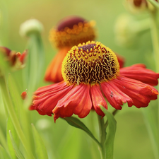 rapprochement, Colourfull Flowers, Helenium