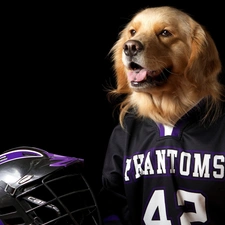 dog, Shirt, helmet, Golden Retriever