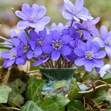 ivy, small bunch, hepatica