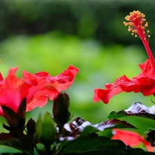 Red, hibiscus