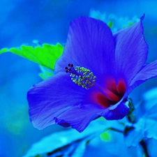 azure, Colourfull Flowers, hibiskus