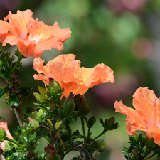 hibiskus, Orange, Flowers