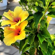 Yellow, hibiskus