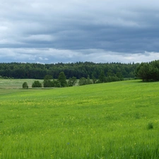 Meadow, forest, hills, Field