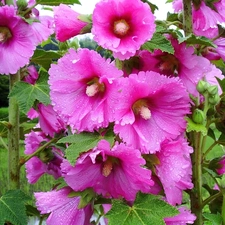 beatyfull, Hollyhocks