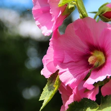 Pink, Hollyhocks