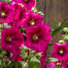 Purple, Hollyhocks