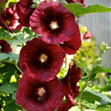 Red, Hollyhocks