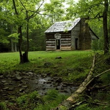 forest, wooden, Home, Sapling