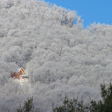 Home, winter, forest, small, thick