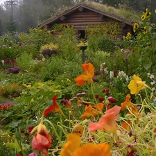 Home, garden, wooden