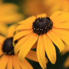 Yellow Honda, Rudbeckia, rapprochement, Blossoming