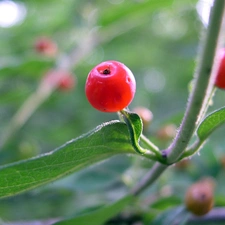 blueberries, honeysuckle